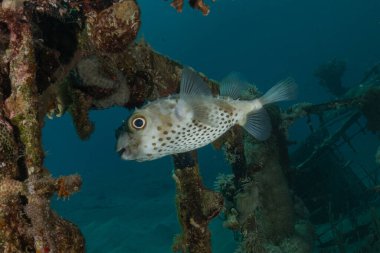 Kızıl Denizde yüzen balıklar, renkli balıklar, Eilat, İsrail