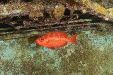 Kızıl Denizde yüzen balıklar, renkli balıklar, Eilat, İsrail