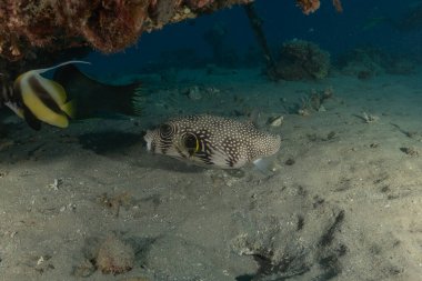 Kızıl Denizde yüzen balıklar, renkli balıklar, Eilat, İsrail