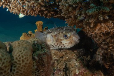 Kızıl Denizde yüzen balıklar, renkli balıklar, Eilat, İsrail