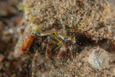 Kızıldenizde Keşiş Yengeci, Renkli ve güzel, Eilat, İsrail