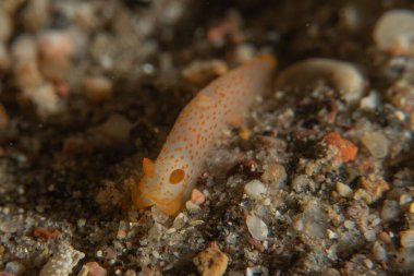 Kızıl Denizde Çıplak Deniz Sümüklüböceği, Renkli ve güzel, Eilat, İsrail