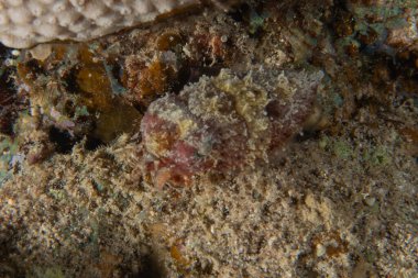 Kızıl Denizde yüzen balıklar, renkli balıklar, Eilat, İsrail