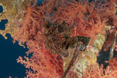 Kızıl Deniz 'deki kurbağa balığı, Renkli ve güzel, Eilat, İsrail