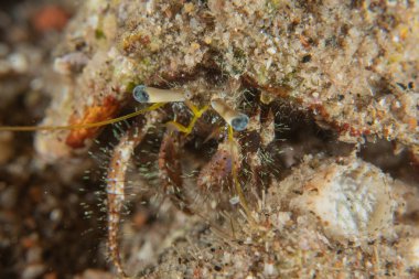 Kızıldenizde Keşiş Yengeci, Renkli ve güzel, Eilat, İsrail