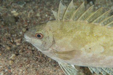 Kızıl Denizde yüzen balıklar, renkli balıklar, Eilat, İsrail