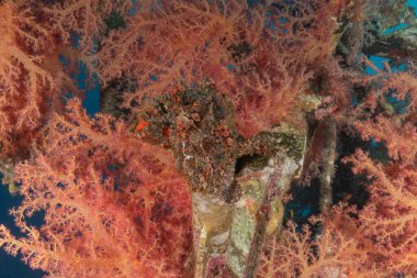 Kızıl Deniz 'deki kurbağa balığı, Renkli ve güzel, Eilat, İsrail