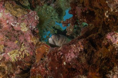 Moray yılan balığı, Mooray lycodontis undulatus, Kızıl Deniz, Eilat, İsrail