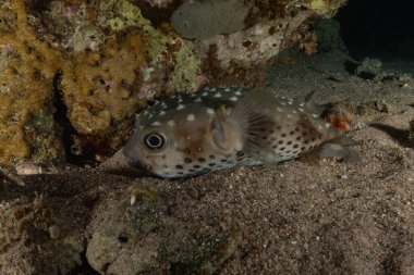 Kızıl Denizde yüzen balıklar, renkli balıklar, Eilat, İsrail