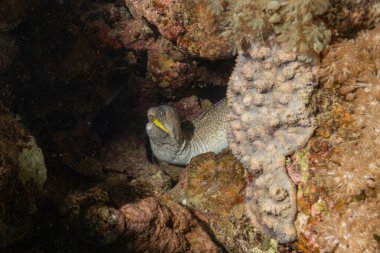 Moray yılan balığı, Mooray lycodontis undulatus, Kızıl Deniz, Eilat, İsrail