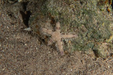 Kızıldeniz 'in deniz tabanındaki denizyıldızı, Eilat Israel