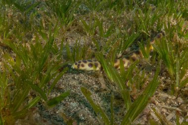 Moray yılan balığı, Mooray lycodontis undulatus, Kızıl Deniz, Eilat, İsrail