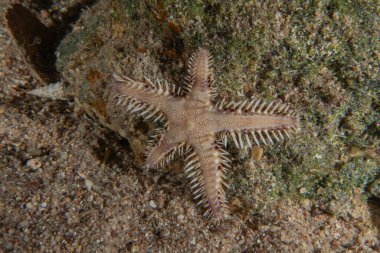 Kızıldeniz 'in deniz tabanındaki denizyıldızı, Eilat Israel