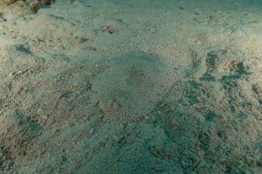 Kızıl Denizde yüzen balıklar, renkli balıklar, Eilat, İsrail