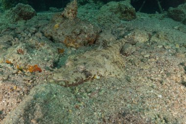 Kızıl Denizde yüzen balıklar, renkli balıklar, Eilat, İsrail