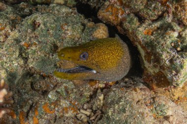 Moray yılan balığı, Mooray lycodontis undulatus, Kızıl Deniz, Eilat, İsrail