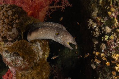 Moray yılan balığı, Mooray lycodontis Kızıldeniz 'de dalgalanma, Eilat, İsrail