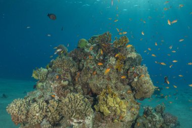 Kızıldeniz 'deki mercan resifi ve su bitkileri, Eilat, İsrail