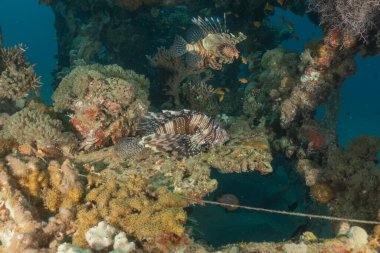 Aslan Balığı (Pterois mil) Kızıl Deniz 'de, renkli balık, Eilat, İsrail
