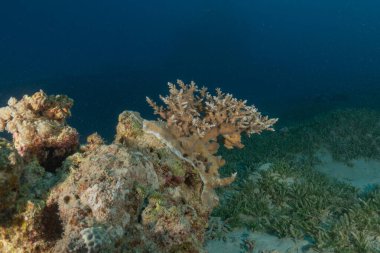Kızıldeniz 'deki mercan resifi ve su bitkileri, Eilat, İsrail