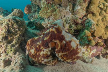 Ahtapot, Kızıl Deniz 'in kamuflaj kralı, Eilat, İsrail