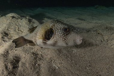 Kızıl Denizde yüzen balıklar, renkli balıklar, Eilat, İsrail