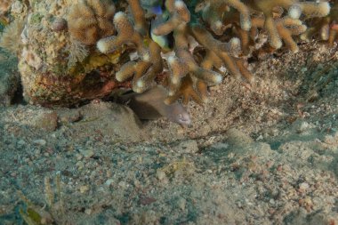 Moray yılan balığı, Mooray lycodontis Kızıldeniz 'de dalgalanma, Eilat, İsrail