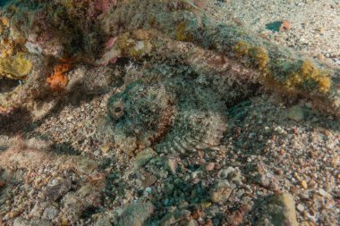 Kızıl Denizde yüzen balıklar, renkli balıklar, Eilat, İsrail