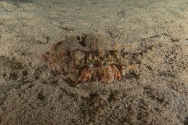 Kızıldenizde Keşiş Yengeci, Renkli ve güzel, Eilat, İsrail