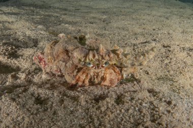 Kızıldenizde Keşiş Yengeci, Renkli ve güzel, Eilat, İsrail