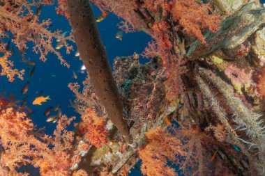 Kızıl Deniz 'deki kurbağa balığı, Renkli ve güzel, Eilat, İsrail