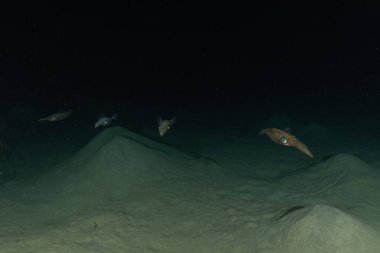 Kızıl Deniz 'deki mürekkep balığı, Renkli ve güzel, Eilat, İsrail