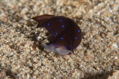 Kızıl Denizde Çıplak Deniz Sümüklüböceği, Renkli ve güzel, Eilat, İsrail