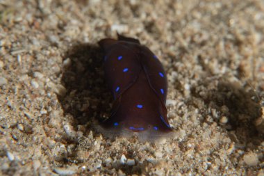 Kızıl Denizde Çıplak Deniz Sümüklüböceği, Renkli ve güzel, Eilat, İsrail