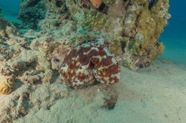 Ahtapot, Kızıl Deniz 'in kamuflaj kralı, Eilat, İsrail