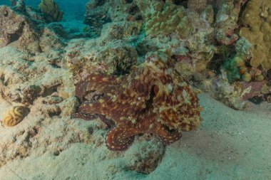 Ahtapot, Kızıl Deniz 'in kamuflaj kralı, Eilat, İsrail