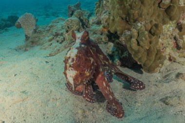 Ahtapot, Kızıl Deniz 'in kamuflaj kralı, Eilat, İsrail