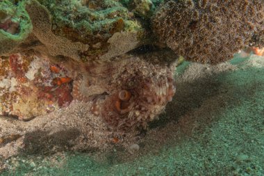 Ahtapot, Kızıl Deniz 'in kamuflaj kralı, Eilat, İsrail