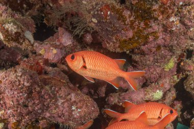 Kızıl Denizde yüzen balıklar, renkli balıklar, Eilat, İsrail