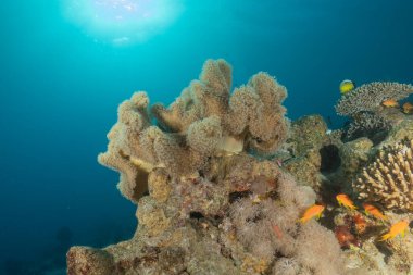 Kızıldeniz 'deki mercan resifi ve su bitkileri, Eilat, İsrail