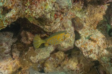 Kızıl Denizde yüzen balıklar, renkli balıklar, Eilat, İsrail