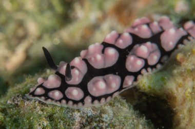 Kızıl Denizde Çıplak Deniz Sümüklüböceği, Renkli ve güzel, Eilat, İsrail