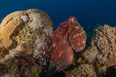 Ahtapot, Kızıl Deniz 'in kamuflaj kralı, Eilat, İsrail