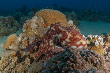 Ahtapot, Kızıl Deniz 'in kamuflaj kralı, Eilat, İsrail