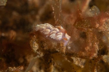 Filipinler, Dauin 'de Denizde Çıplaklar Denizi sümüklüböceği