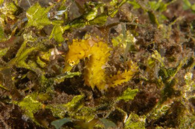 Filipinler Denizi 'ndeki Deniz Atı