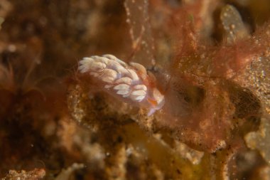 Filipinler, Dauin 'de Denizde Çıplaklar Denizi sümüklüböceği