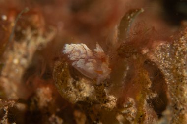 Filipinler, Dauin 'de Denizde Çıplaklar Denizi sümüklüböceği