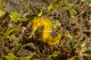 Filipinler Denizi 'ndeki Deniz Atı