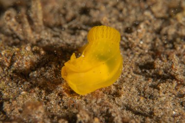 Filipinler, Dauin 'de Denizde Çıplaklar Denizi sümüklüböceği